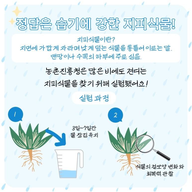 정답은 습기에 강한 지피 식물! 지피식물이란? 지면에 가깝게 자라며 낮게 덮는 식물을 통틀어 이르는 말 맨땅이나 수목의 하부에 주로 심음 농촌진흥청은 많은 비에도 견디는 지피식물을 찾기 위해 실험했어요! 실험과정 1. 3일~7일간 물 잠김 유지 2. 식물의 겉모양 변화와 회복력 관찰 