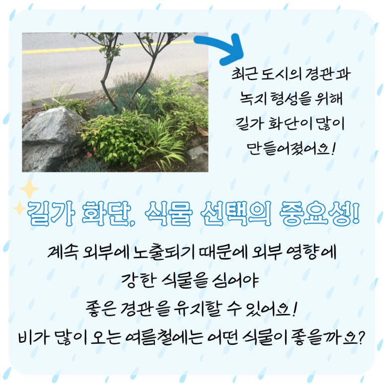 길가 화단, 식물 선택의 중요성! 최근 도시의 경관과 녹지 형성을 위해 길가 화단이 많이 만들어졌어요! 계속 외부에 노출되기 때문에 외부 영향에 강한 식물을 심어야 좋은 경관을 유지할 수 있어요! 비가 많이 오는 여름철에는 어떤 식물이 좋을까요? 