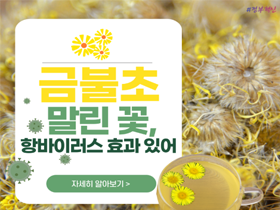 [썸네일 이미지] 금불초 말린 꽃, 항바이러스 효과 있어