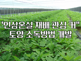 [썸네일 이미지] ‘인삼 온실 재배 관심 커’ 토양 소독 방법 개발