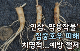 [썸네일 이미지] ‘인삼, 약용작물’ 집중호우 피해 치명적…예방 철저