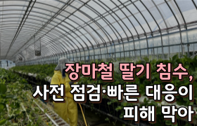 장마철 딸기 침수, 사전 점검·빠른 대응이 피해 막아