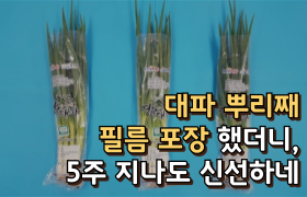 대파 뿌리째 필름 포장했더니, “5주 지나도 신선하네”