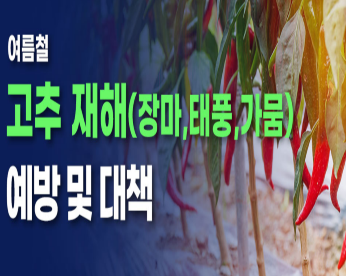 여름철 고추 재해 예방 및 대책