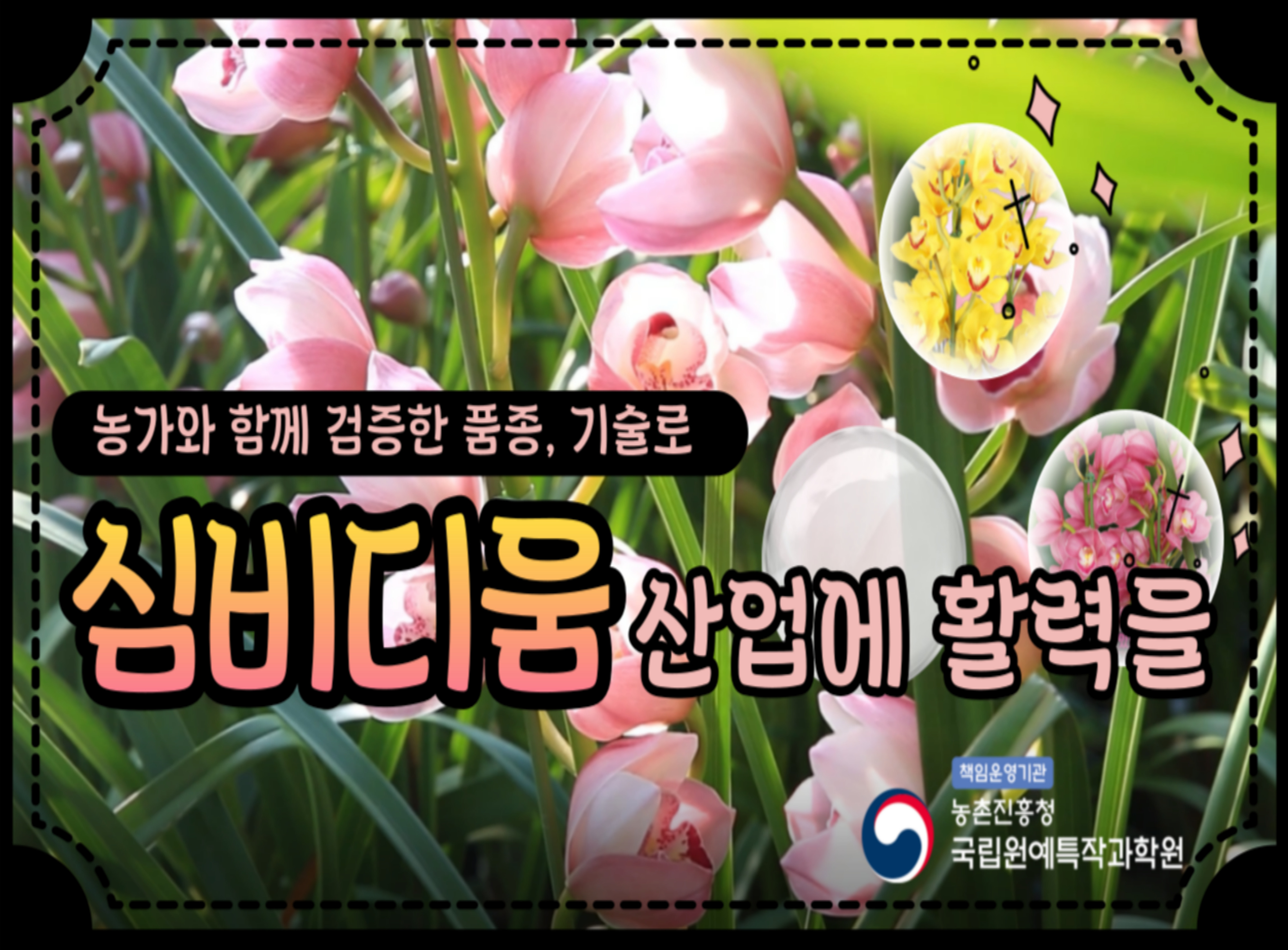 [썸네일 이미지] 농가와 함께 검증한 품종, 기술로 심비디움 산업에 활력을