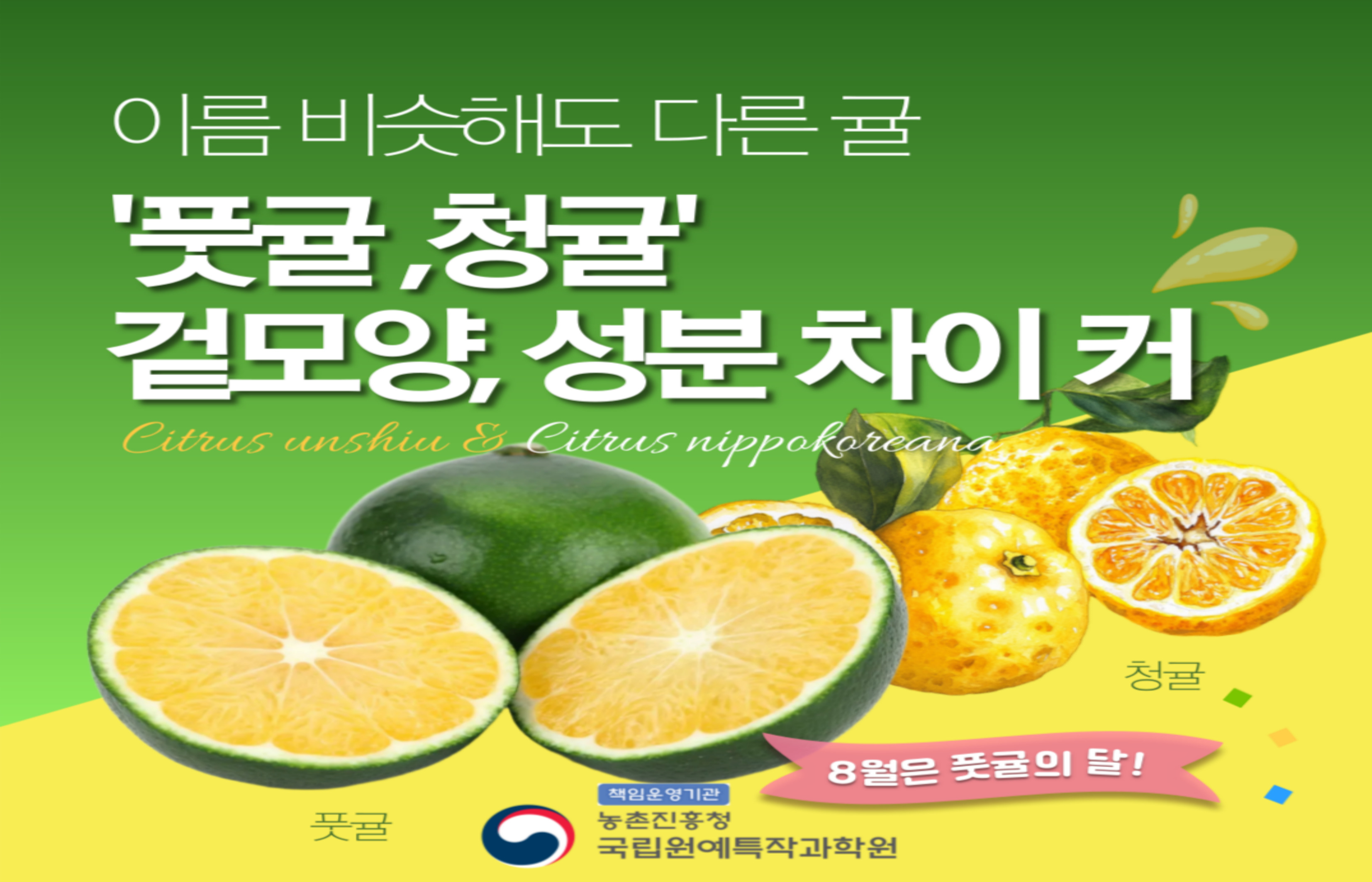 [썸네일 이미지] 이름 비슷해도 다른 귤 풋귤 청귤 겉모양 성분 차이커 