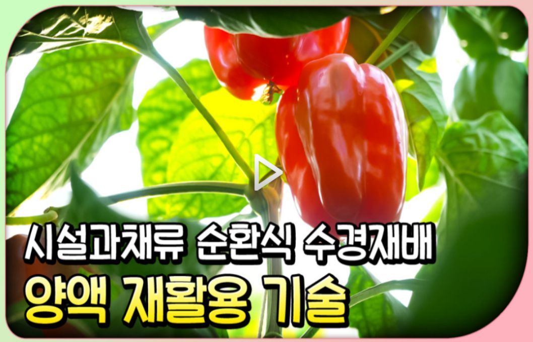 시설과채류 순환식 수경재배 양액 재사용 기술