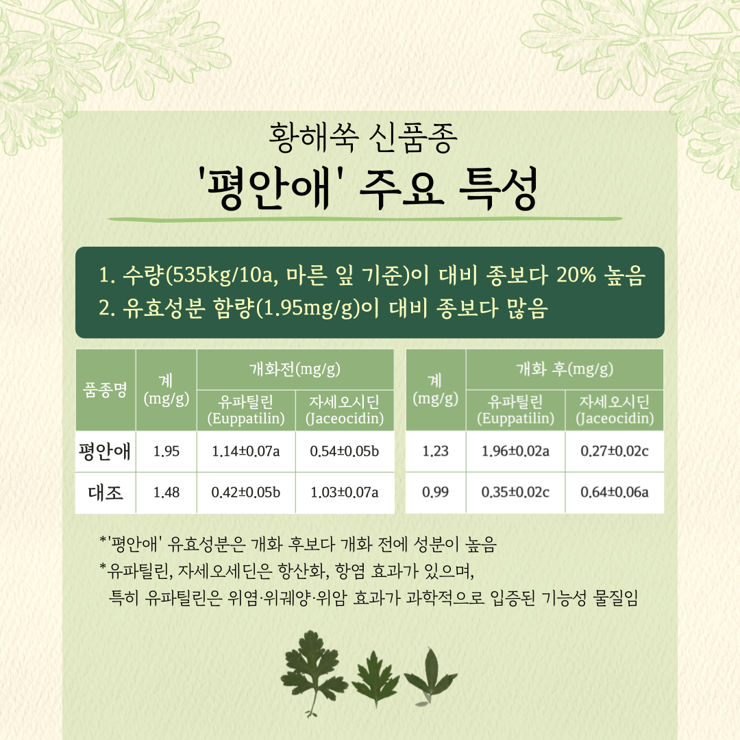 황해쑥 신품종 평안애 주요 특성 1. 수량(535kg/10a,마른 잎 기준)이 대비 종보다 20% 높음 2. 유효성분 함량(1.95mg/g)이 대비 종보다 많음 *평안애 유효성분은 개화 후보다 개화 전이 성분이 높음 * 유파탈린, 자세오세딘은 항산화, 항염 효과가 있으며 특히 유파틸린은 위염·위궤양·위암 효과가 과학적으로 입증된 기능성 물질임 
