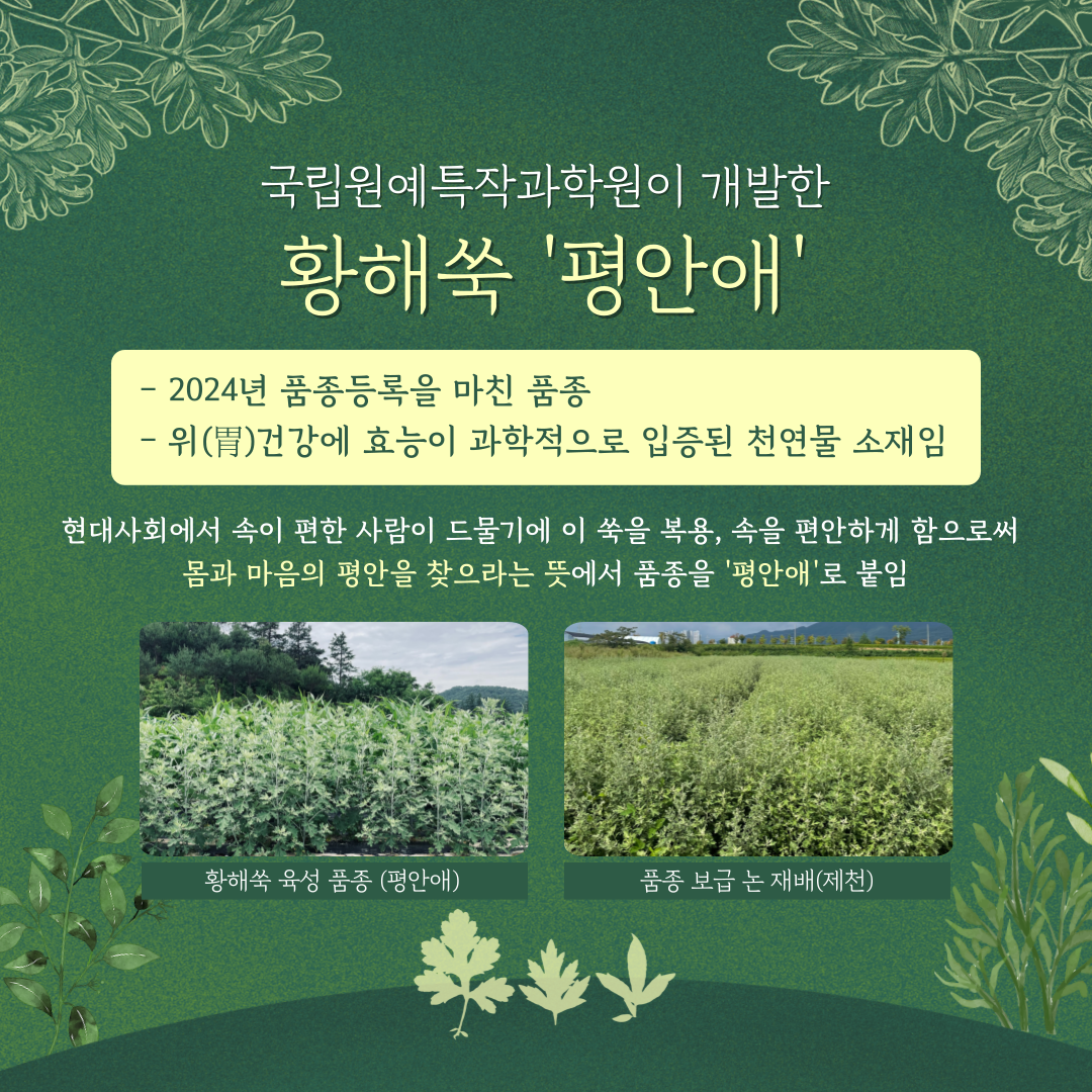 국립원예특작과학원이 개발한 황해쑥 평안애 2024년 품족등록을 마친 품종 위건강에 효능이 과학적으로 입증된 천여물 소재임 현대사회에서 속이 편한 사람이 드물기에 이 쑥을 복용, 속을 편안하게 함으로써 몸과 마음의 평안을 찾으라느 뜻에서 품종을 평안애로 붙임 황해쑥 육성 품종(평안애) 품종 보급 논 재배(제천) 
