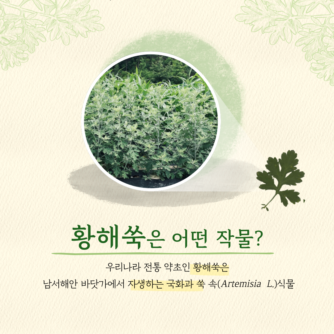 황해쑥은 어떤 작물? 우리나라 전통 약초인 황해쑥은 남서해안 바닷게엇 자생하는 국화과 쑥 속(Artemisia L.)식물 