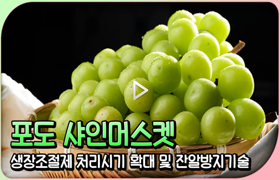 포도 샤인머스켓 생장조절제 처리시기 확대 및 잔알방지기술
