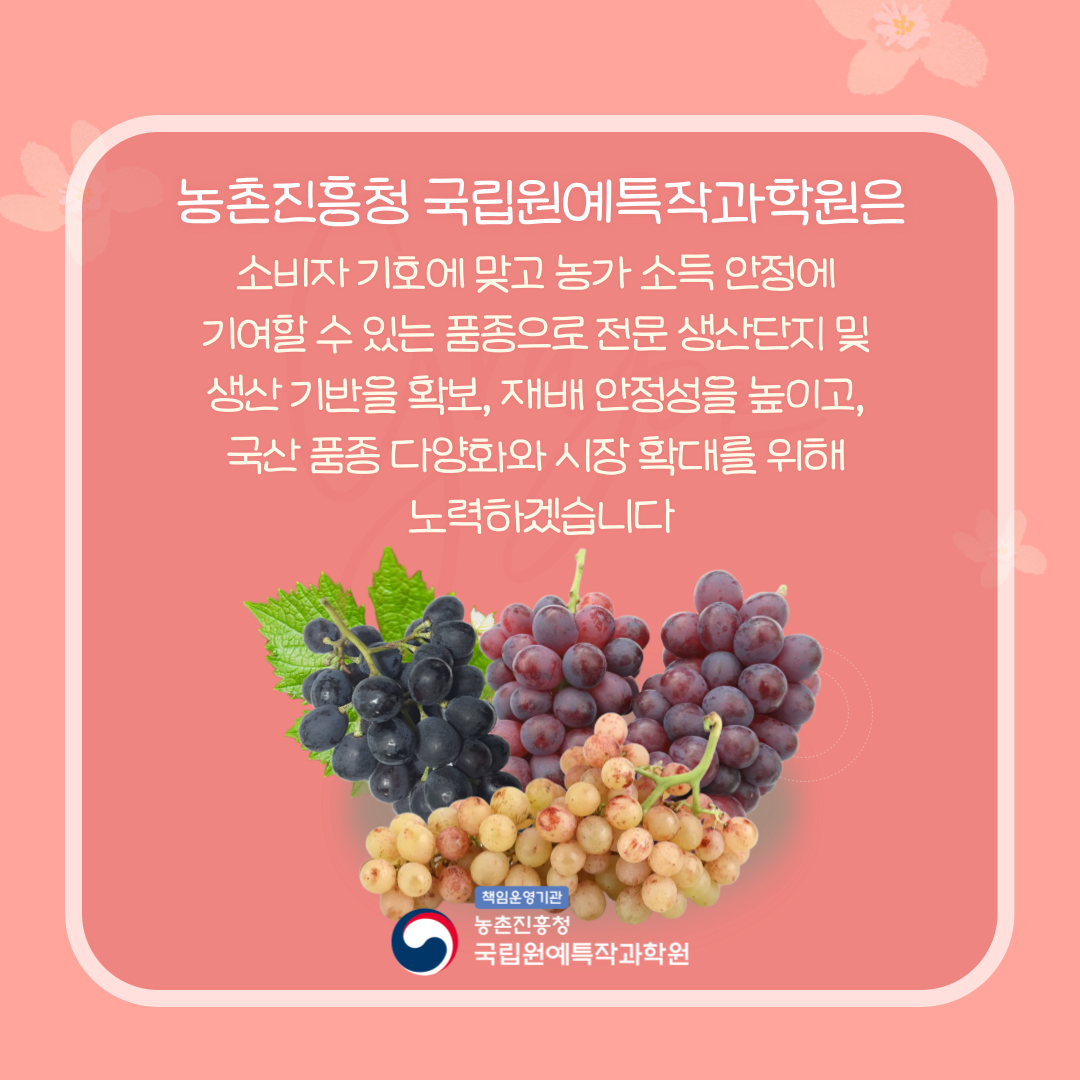 농촌진흥청 국립원예특작과학원은 소비자 기호에 맞고 농가 소득 안정에 기여할 수 있는 품종으로 전문 생산단지 및 생산 기반을 확보, 재배 안정성을 높이고, 국산 품종 다양화와 시장 확대를 위해 노력하겠습니다. 