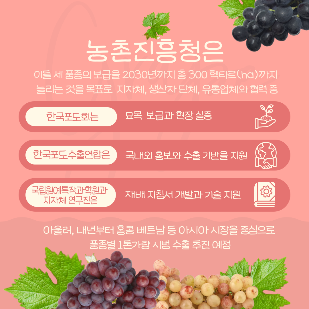 농촌진흥청은 이들 세 품종의 보급을 2030년까지 총 300헥타르(ha)까지 늘리는 것을 목표로 지자체, 생산자 단체, 유통업체와 협력 중 한국포도회는 묘묙 보급과 현장 실증 한국포도 수출연합은 국내외 홍보와 수출 기반을 지원 국립원예특자작과학원과 지자체 연구진은 재배 지침서 개발과 기술 지원 아울러, 내년부터 홍콩 베트남 등 아시아 시장을 중심으로 품종별 1톤가냥 시범 수출 추진 예정 
