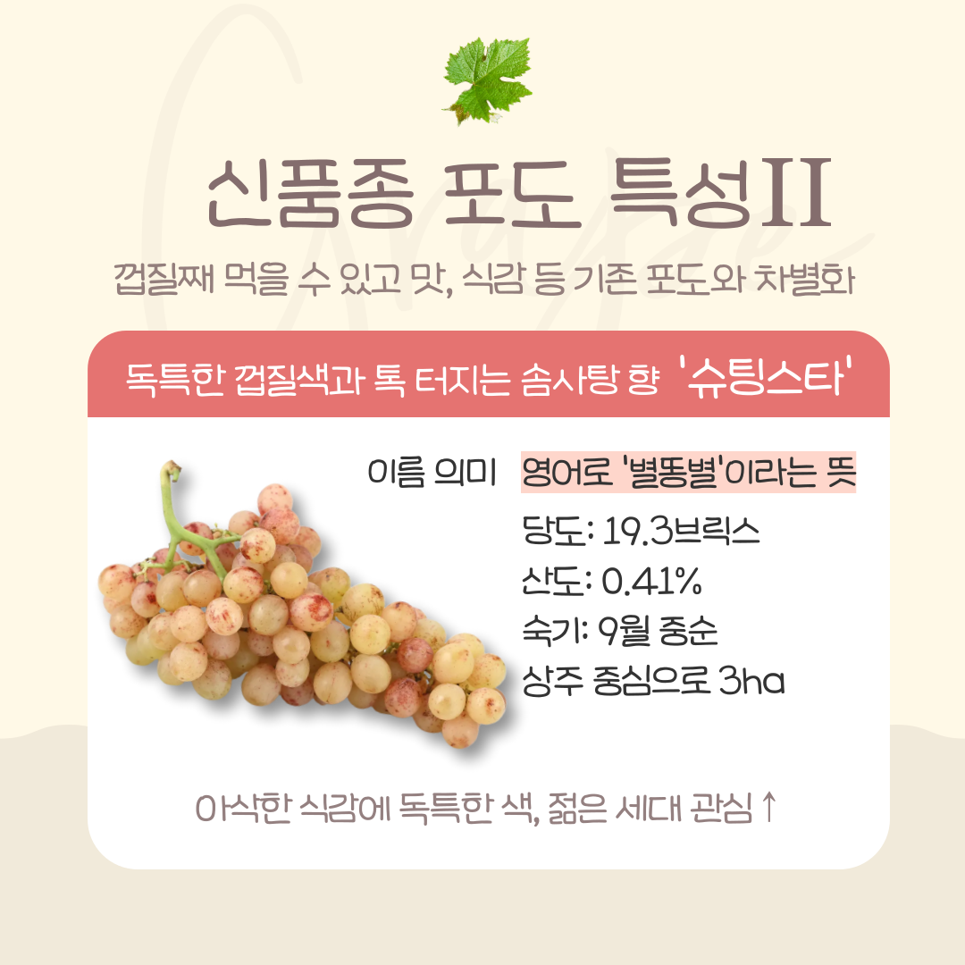 신품종 포도 특성 ⅱ  껍질째 먹을 수 있고 맛, 식감 등 기존포도와 차별화 독특한 껍질색과 톡 터지는 솜사탕향 '슈팅스타' 이름 의미 영어로 '별똥별'이라는 뜻 당도: 19.3브릭스 산도:0.41% 숙기:9월 중순 상주 중심으로 3ha 아삭한 식감에 독특한 색, 젊은 세대 관심 ↑