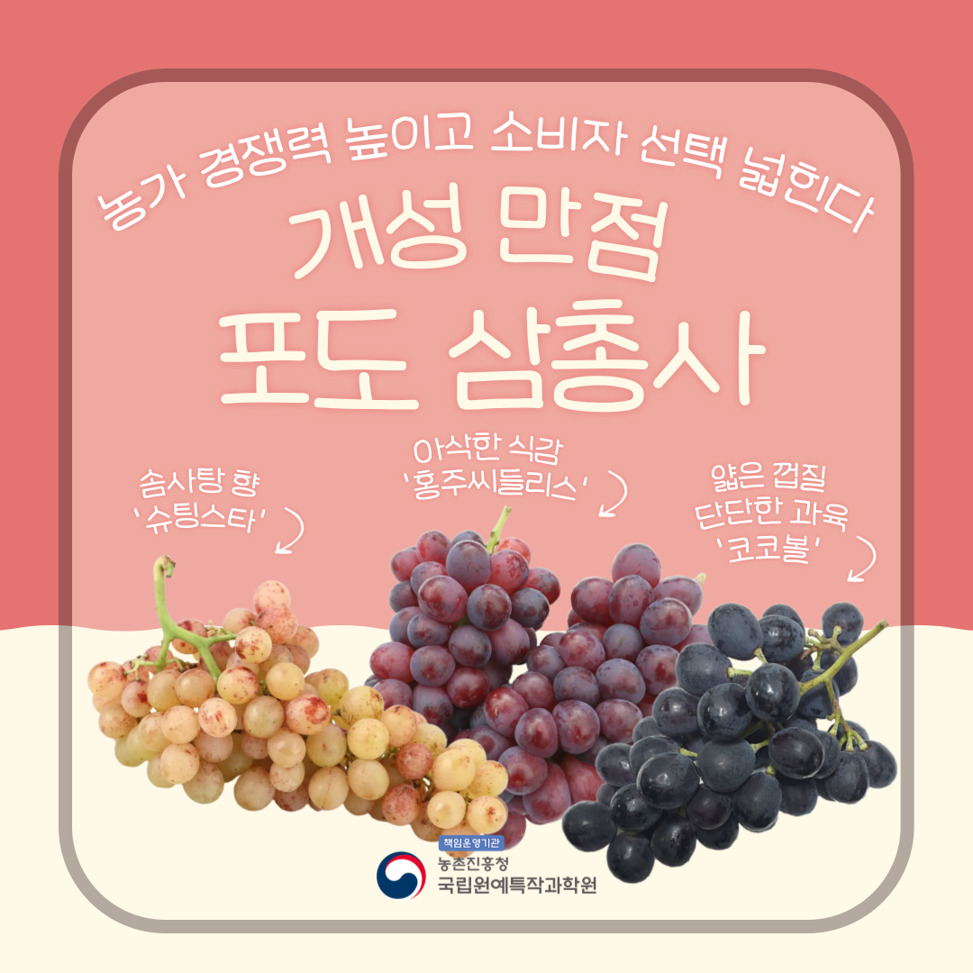 농가 경쟁력 높이고 소비자 선택 넓힌다 개성 만점 포도 삼총사 솜사탕 향 '슈팅스타' 아삭한 식감 '홍주씨들리스' 얇은 꺼질 단단한 과육 '코코볼'