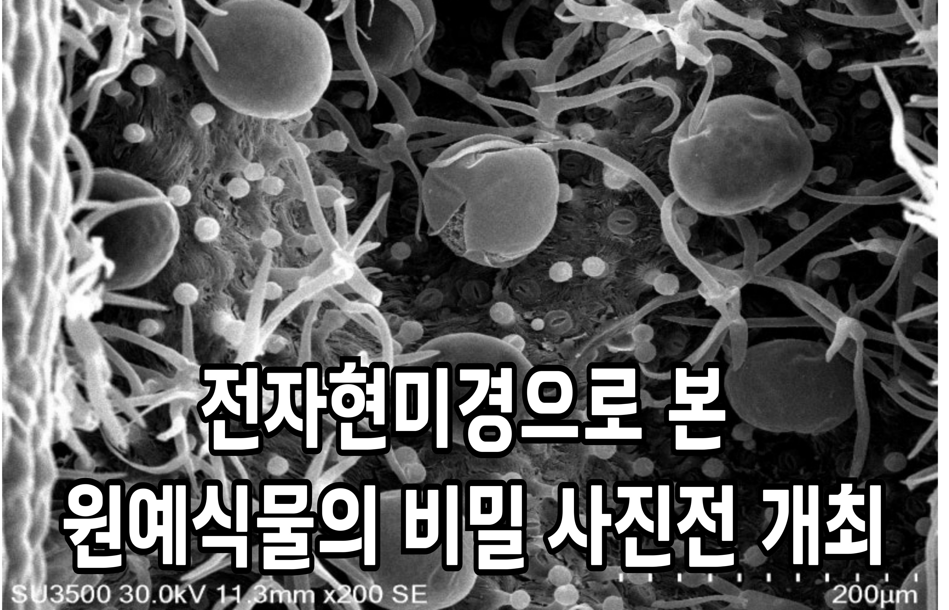 “전자현미경으로 본 원예식물의 비밀” 사진전 개최 