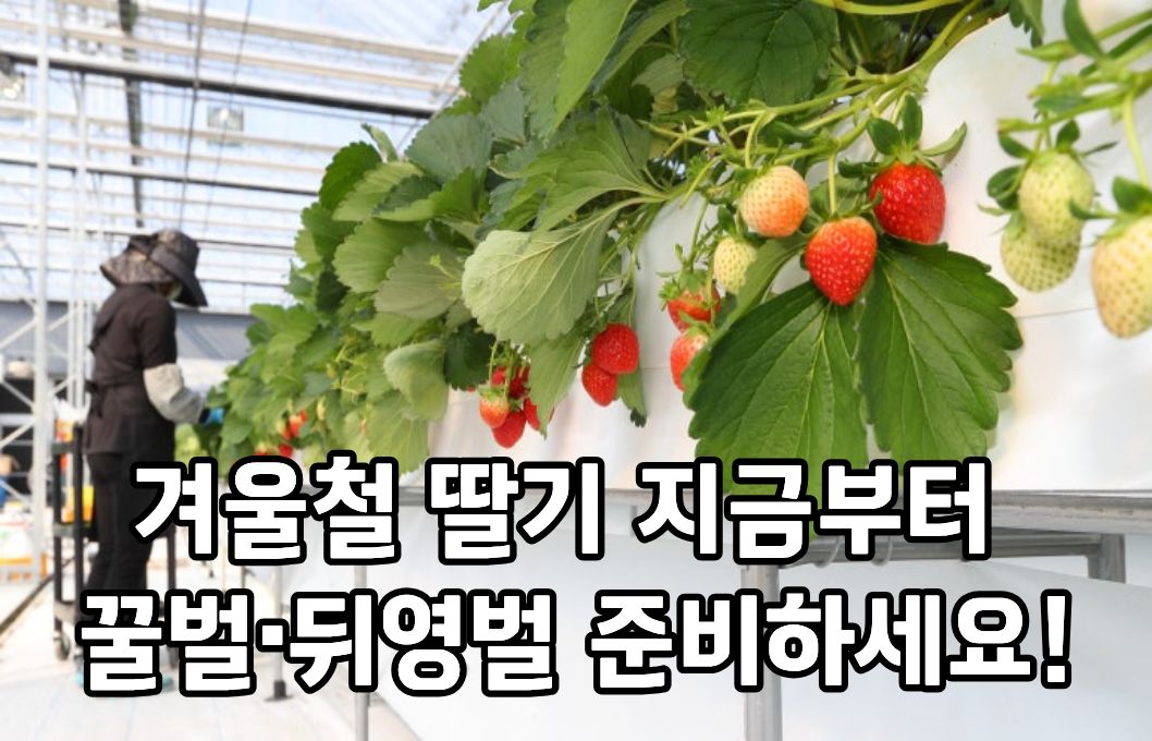 겨울철 딸기, 지금부터 꿀벌‧뒤영벌 준비하세요! 