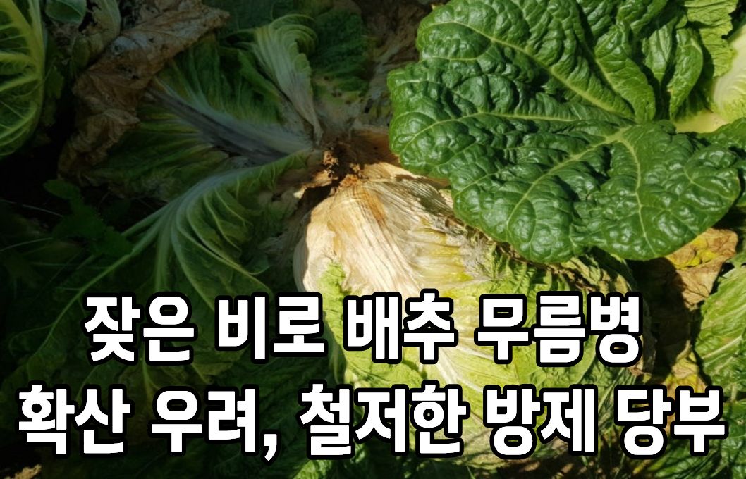 잦은 비로 배추 무름병 확산 우려, 철저한 방제 당부 