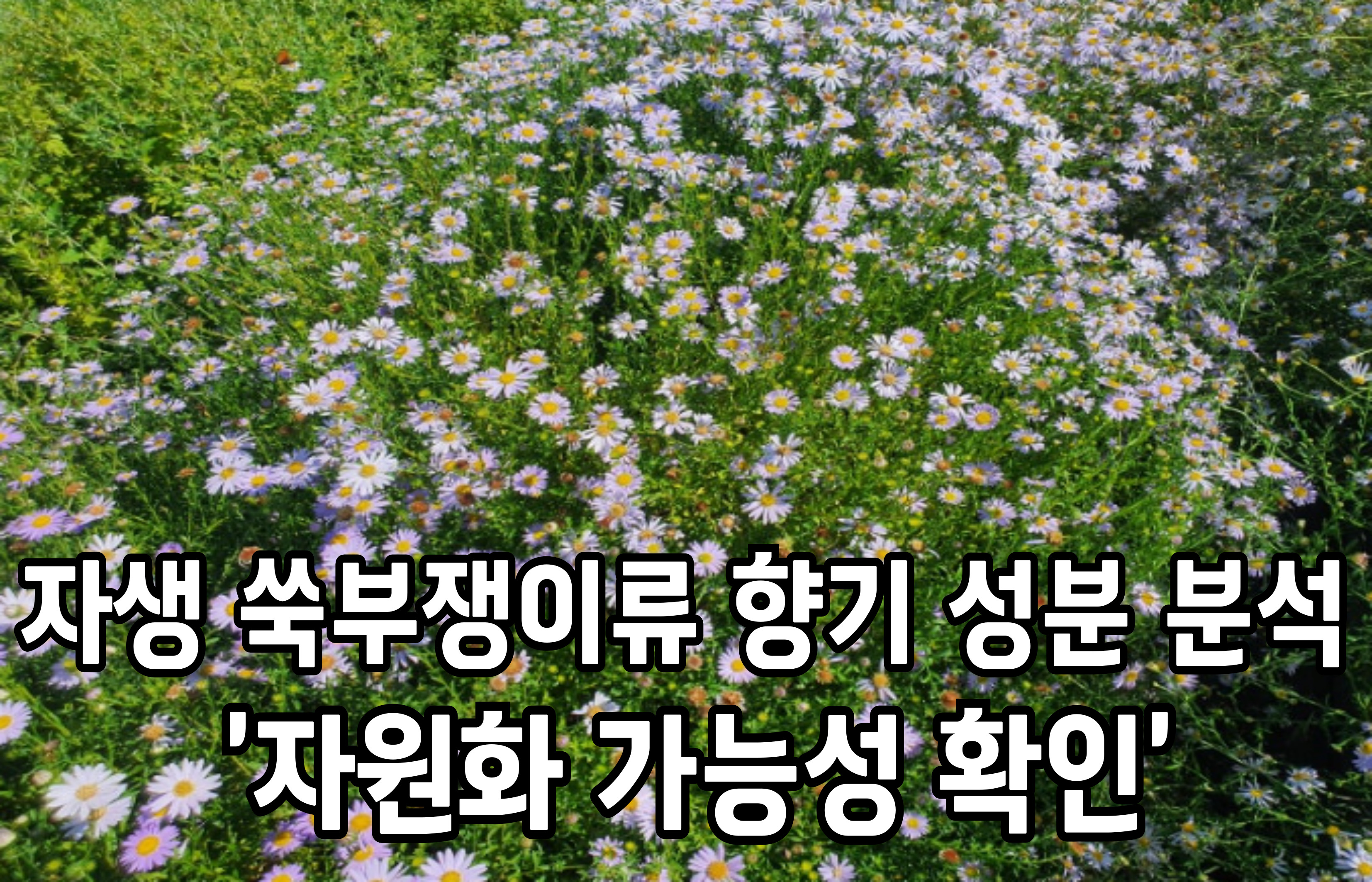 자생 쑥부쟁이류 향기 성분 분석 ‘자원화 가능성 확인’