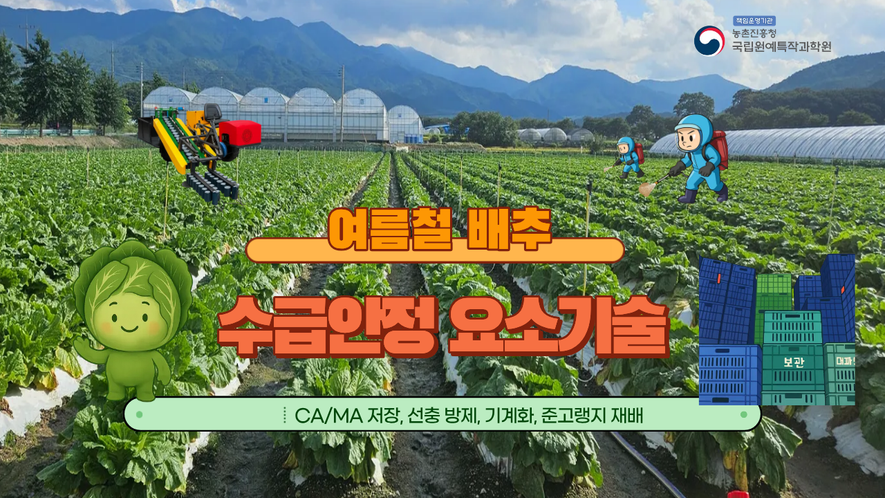 배춧값 걱정 없게! 여름철 배추 수급 안정을 위한 기술 총정리
