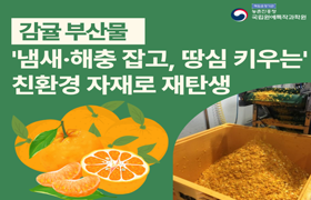 감귤 부산물 '냄새·해충 잡고, 땅심 키우는' 친환경 자재로 재탄생 