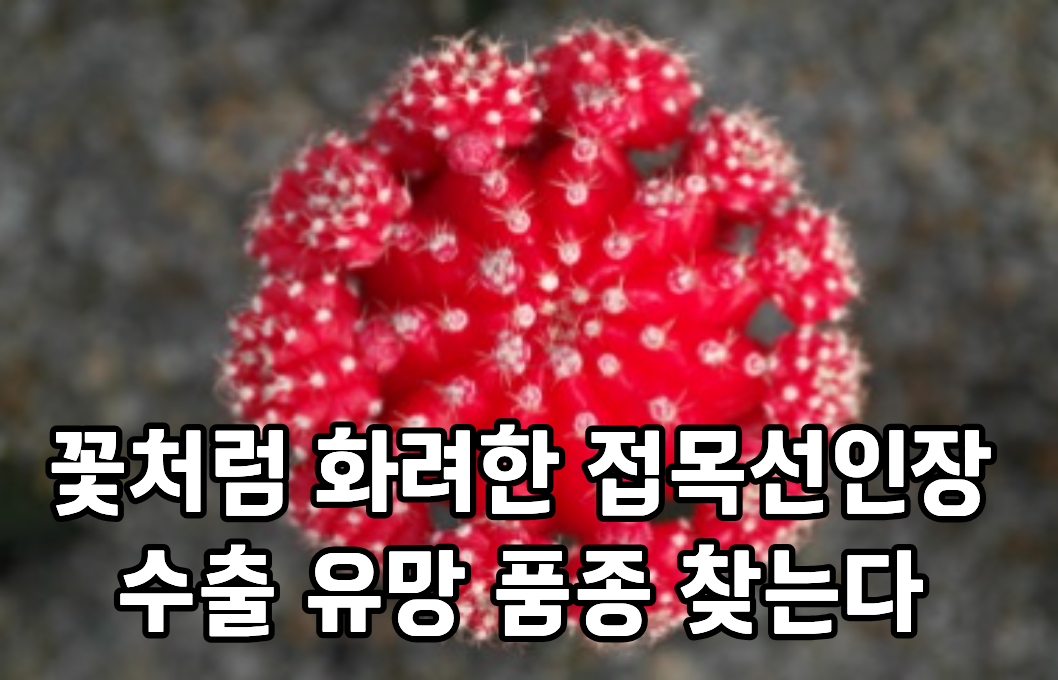 꽃처럼 화려한 접목선인장, 수출 유망 품종 찾는다