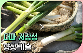 대파 저장성 향상 기술