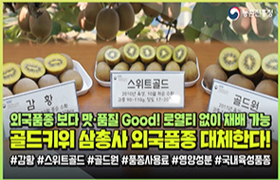 외국산? 그게 뭐죠?🇰🇷키위는 국산이 국룰