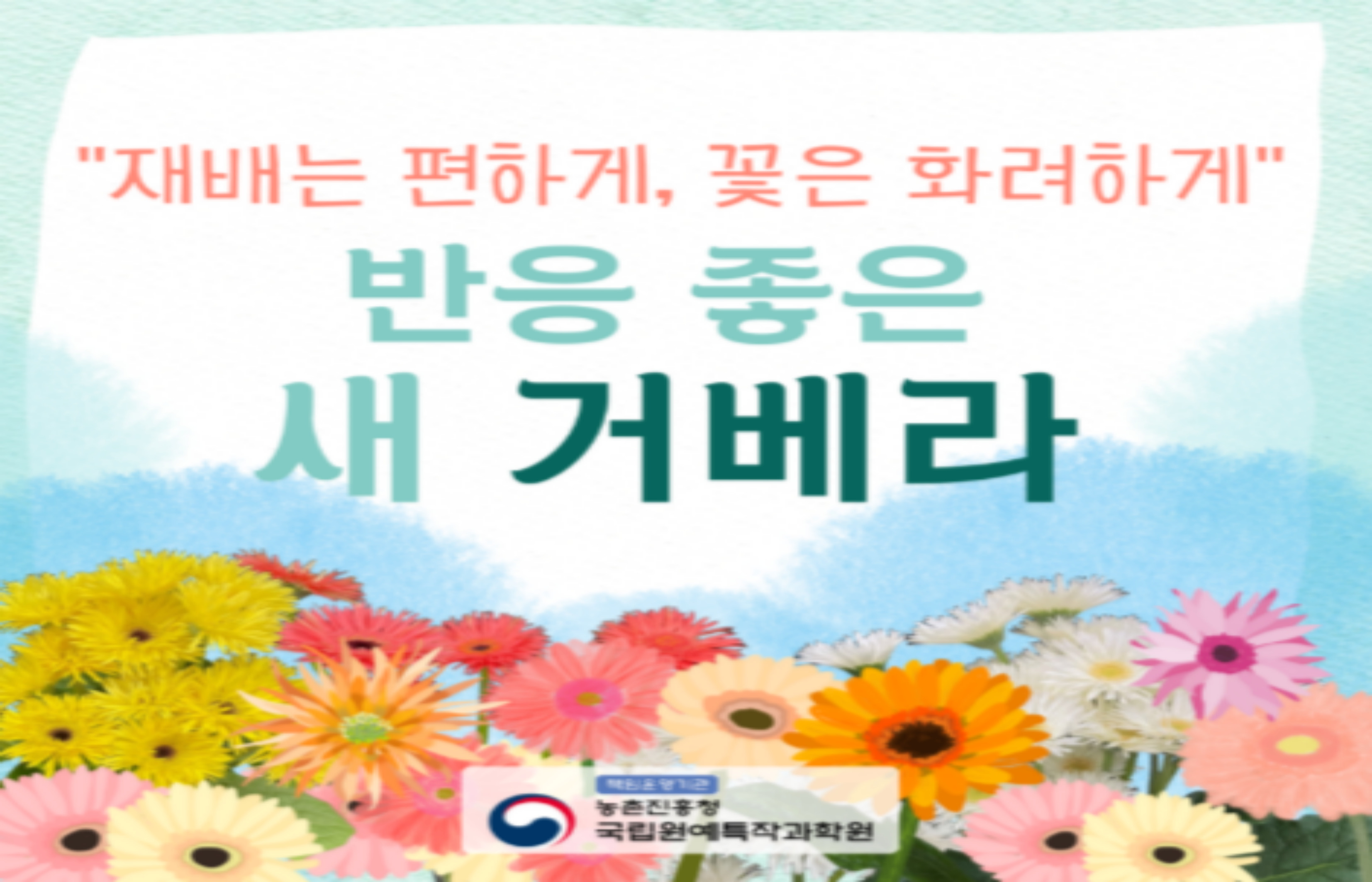재배는 편하게, 꽃은 화려하게 반응 좋은 새 거베라 