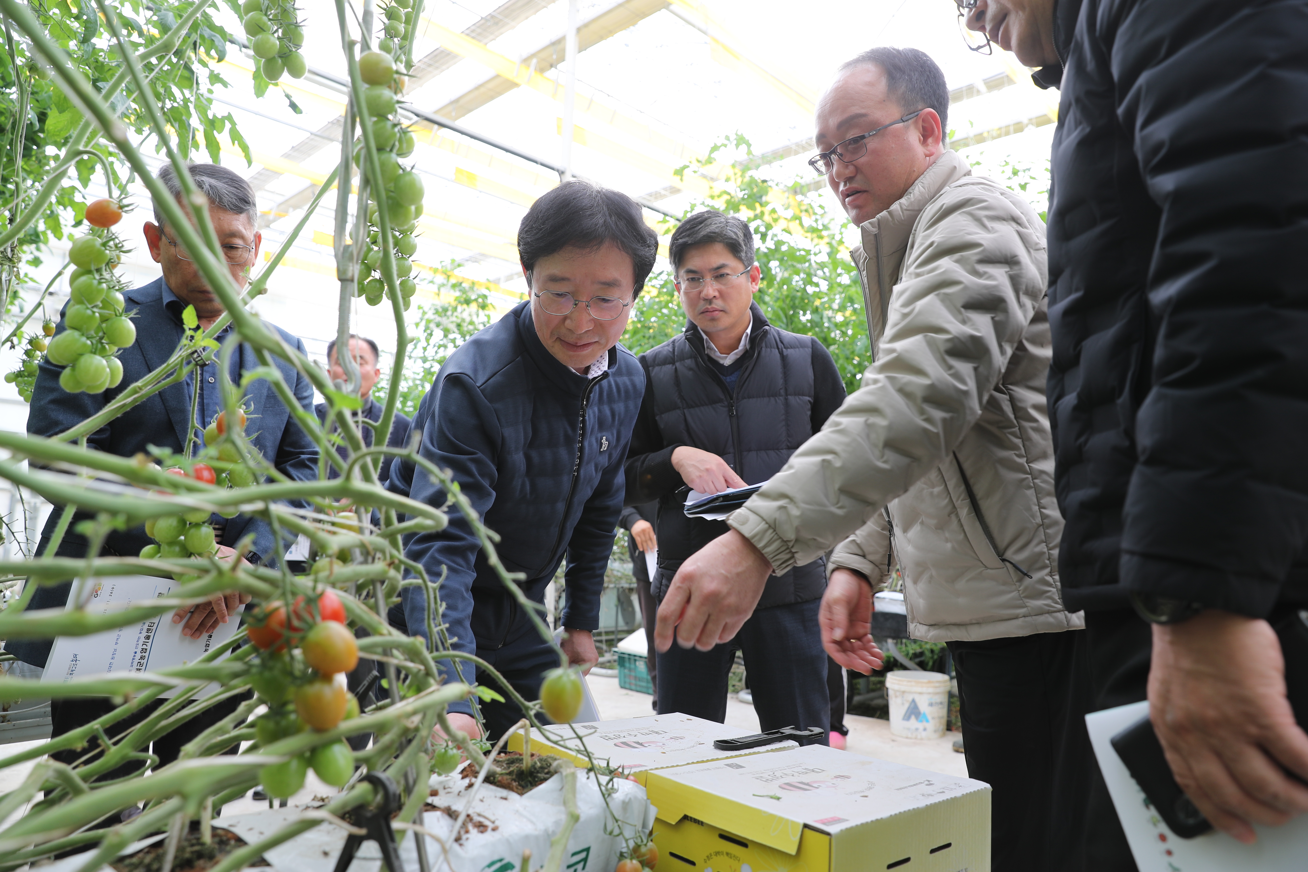 한파 대응 시설 토마토 재배지 현장방문 