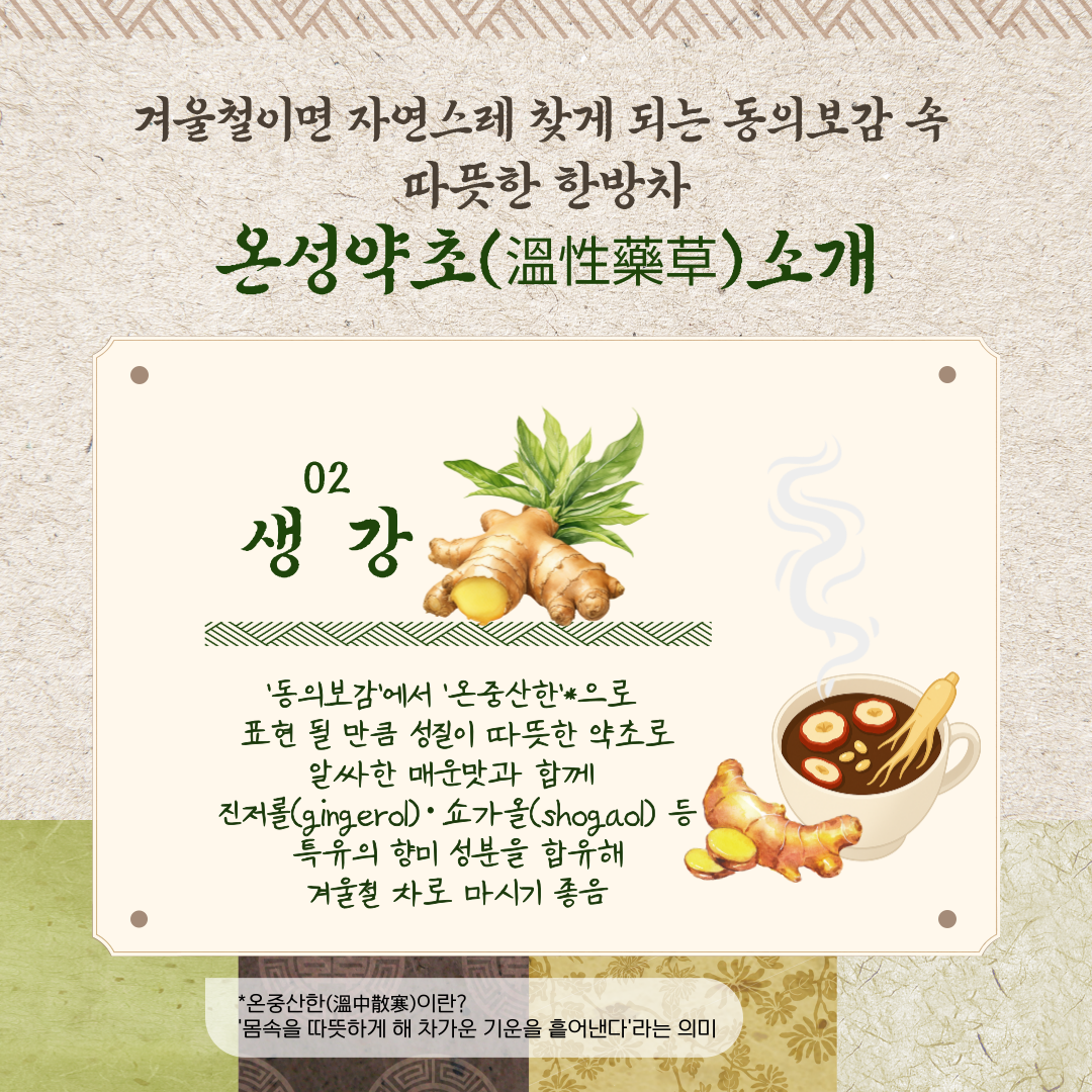 겨울철이면 자연스레 찾게 되는 동의보감 속 따듯한 한방차 온성약초(溫性藥草) 소개 02 생강 '동의보감'에서 '온중산한'*으로 표현 될 만큼 성질이 따뜻한 약초로 알싸한 매운맛과 함께 진저롤(gingerol)·쇼가올(shogaol) 등 특유의 향미 성분을 함유해 겨울철 차로 마시기 좋음 * 온중산한(溫中散寒)이란? '몸속을 따듯하게 해 차가운 기운을 흩어낸다'라는 의미 