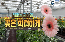 다양한 거베라 모양부터 우리 품종부터! 🌼거베라의 모든 것