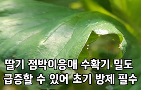 딸기 점박이응애 수확기 밀도 급증할 수 있어, 초기 방제 필수 
