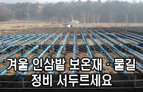 “겨울 인삼밭, 보온재·물길 정비 서두르세요” 