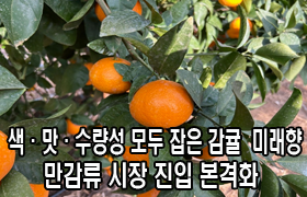색·맛·수량성 모두 잡은 감귤 ‘미래향’, 만감류 시장 진입 본격화 