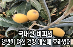 국내산 비파잎, 갱년기 여성 건강 개선에 효과 있어