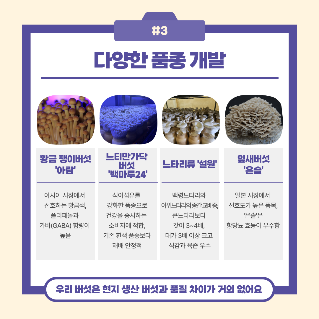 #3 다양한 품종 개발 황금 팽이버섯 '아람' 아시아 시장에서 선호하는 황금색, 폴리페놀과 가바(GABA) 함량이 높음 느티만가닥버섯 '백마루24' 식이섬유를 강화한 품종으로 건강을 중시하는 소비자에 적합, 기존 흰색 품종보다 재배 안정적 느타리류 '설원' 백령느타리와 아위느타리의 종간교배종, 큰느타리보다 갓이 3~4배, 대가 3배 이상 크고 식감과 육즙 우수 잎새버섯 '은솔' 일본 시장에서 선호도가 높은 품목, '은솔'은 항당뇨 효능이 우수함 우리버섯은 현지 생산 버섯과 품질 차이가 거의 없어요 
