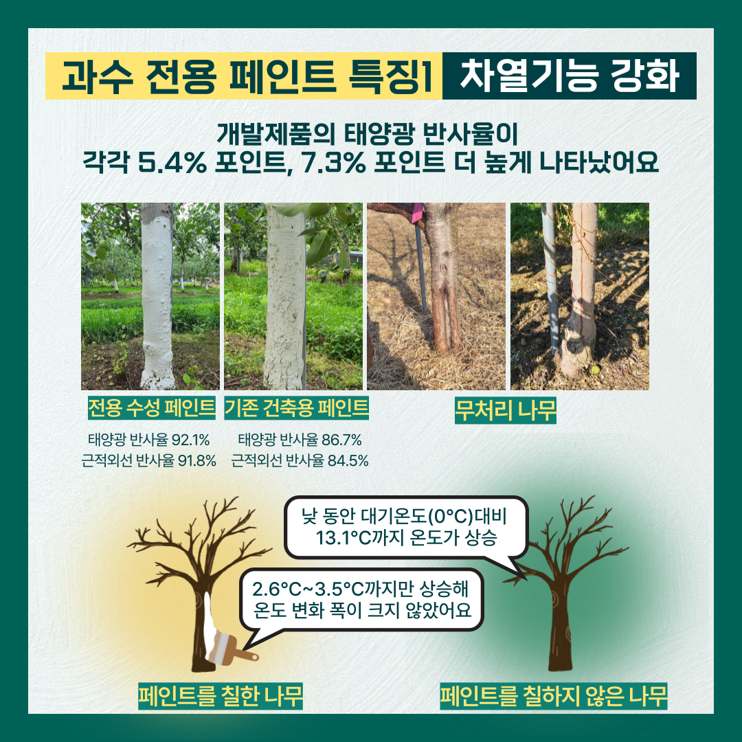 과수 전용 페인트 특징1 차열기능 강화 개발제품의 태양광 반사율이 각각 5.4%포인트, 7.3% 포인트 더 높게 나타났어요 전용 수성 페인트 태양광 반사율 92.1% 근적외선 반사율 91.8% 기존 건축용 페인트 태양광 반사율 86.7% 근적외선 반사율 84.5% 무처리 나무 페인트를 칠한 나무 2.6℃~3.5℃까지만 상승해 온도 변화 폭이 크지 않았어요 페인트를 칠하지 않은 나무 낮 동안 대기온도(0℃) 대비 13.1℃까지 온도가 상승