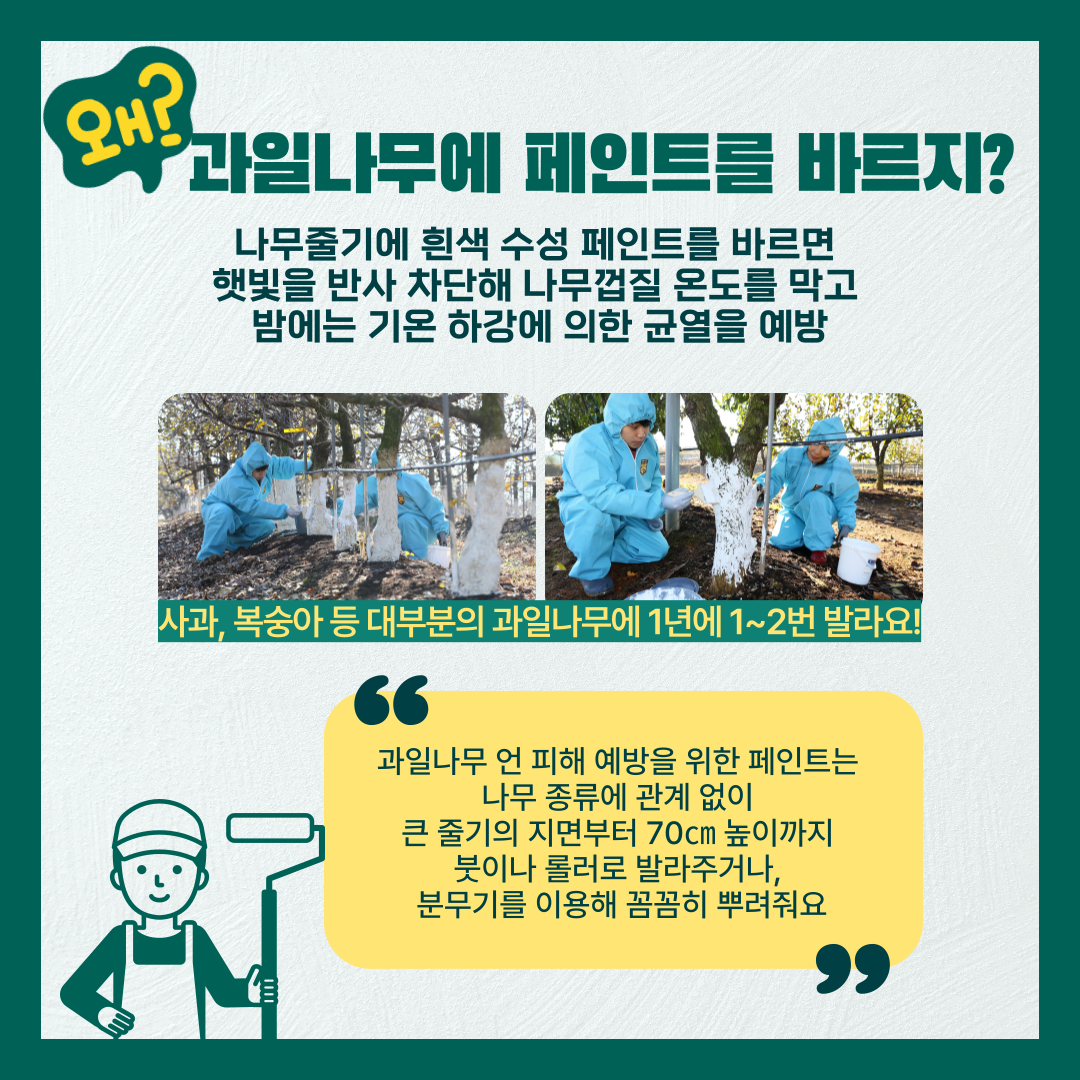 왜? 과일나무에 페인트를 바르지? 나무줄기에 흰색 수성 페인트를 바르면 햇빛을 반사 차단해 나무껍질 온도를 막고 밤에는 기온 하강에 의한 균열을 예방 사과, 복숭아 등 대부분의 과일나무에 1년 1~2번 발라요! 과일나무 언 피해 예방을 위한 페인트는 나무 종류에 관계 없이 큰 줄기의 지면부터 70cm 높이까지 붓이나 롤러로 발라주거나, 분무기를 이용해 꼼꼼히 뿌려줘요