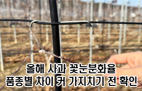 올해 사과 꽃눈분화율 품종별 차이 커, 가지치기 전 확인 