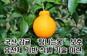 국산 감귤 ‘탐나는봉’ 보호…유전체 기반 식별 기술 마련 