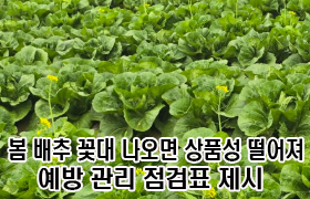 봄 배추 꽃대 나오면 상품성 떨어져, 예방 관리 점검표 제시 