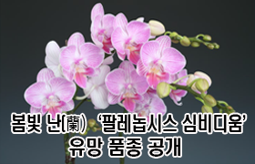 봄빛 난(蘭), ‘팔레놉시스·심비디움’ 유망 품종 공개 