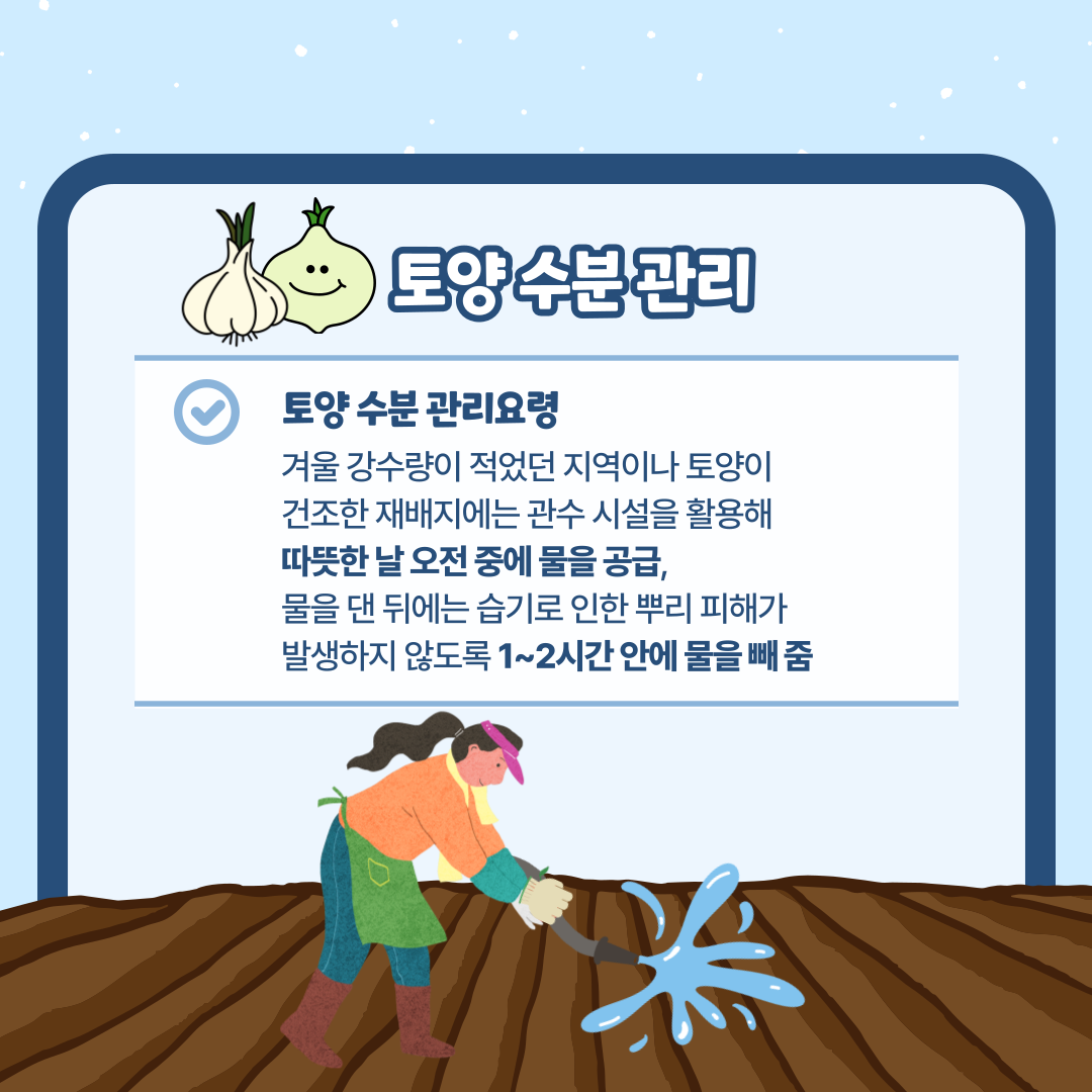토양수분관리 토양 수분 관리요령 겨울 강수량이 적었던 지역이나 토양이 건조한 재배지에는 관수 시설을 활용해 따뜻한 날 오전 중에 물을 공급, 물을 댄 뒤에는 습기로 인한 뿌리 피해가 발생하지 않도록 1~2시간 안에 물을 빼 줌 