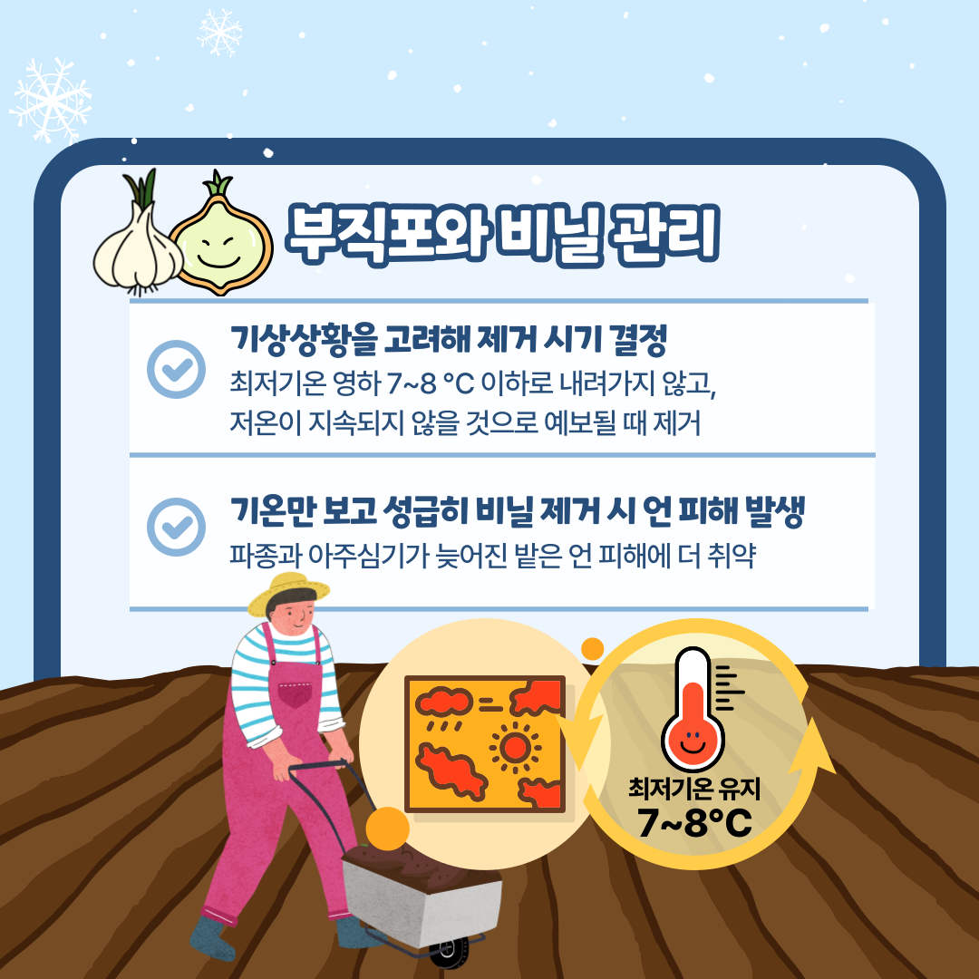 부직포와 비닐 관리 기상상황을 고려해 제거 시기 결정 최저기온 영하 7~8℃ 이하로 내려가지 않고, 저온이 지속되지 않을 것으로 예보될 때 제거 기온만 보고 성급히 비닐 제거 시 언 피해 발생 파종과 아주심기가 늦어진 밭은 언 피해에 더 취약 최저기온유지 7~8℃