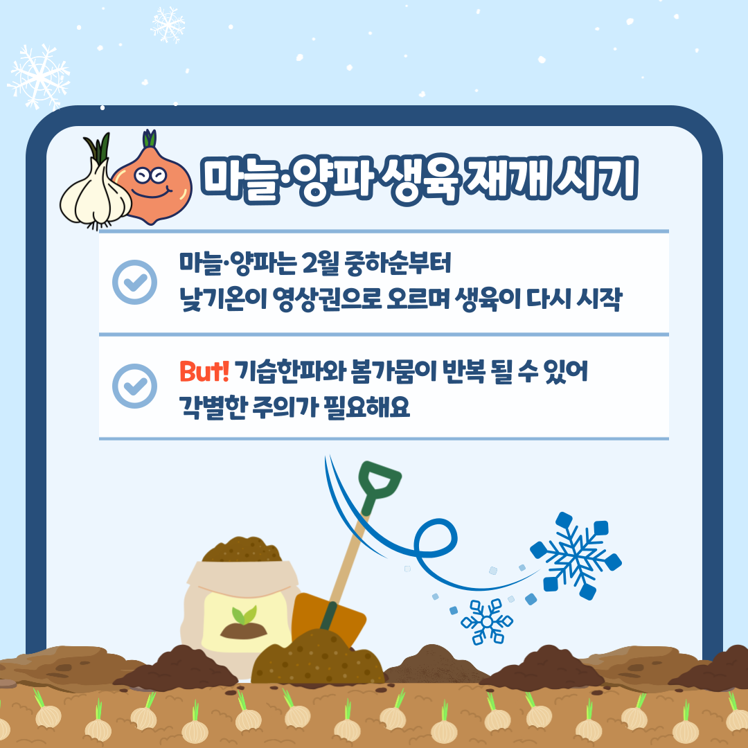 마늘·양파 생육 재개 시기 마늘·양파는 2월 중하순부터 낮기온이 영상권으로 오르며 생육이 다시 시작 But! 기습한파와 붐가뭄이 반복될 수 있어 각별한 주의가 필요해요 