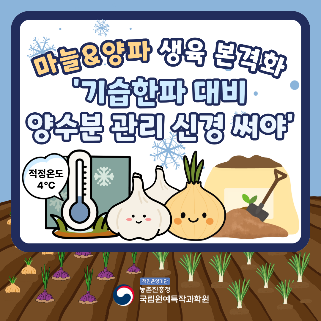마늘&양파 생육 본격화 '기슴한파 대비 양수분 관리 신경 써야' 적정온도 4℃