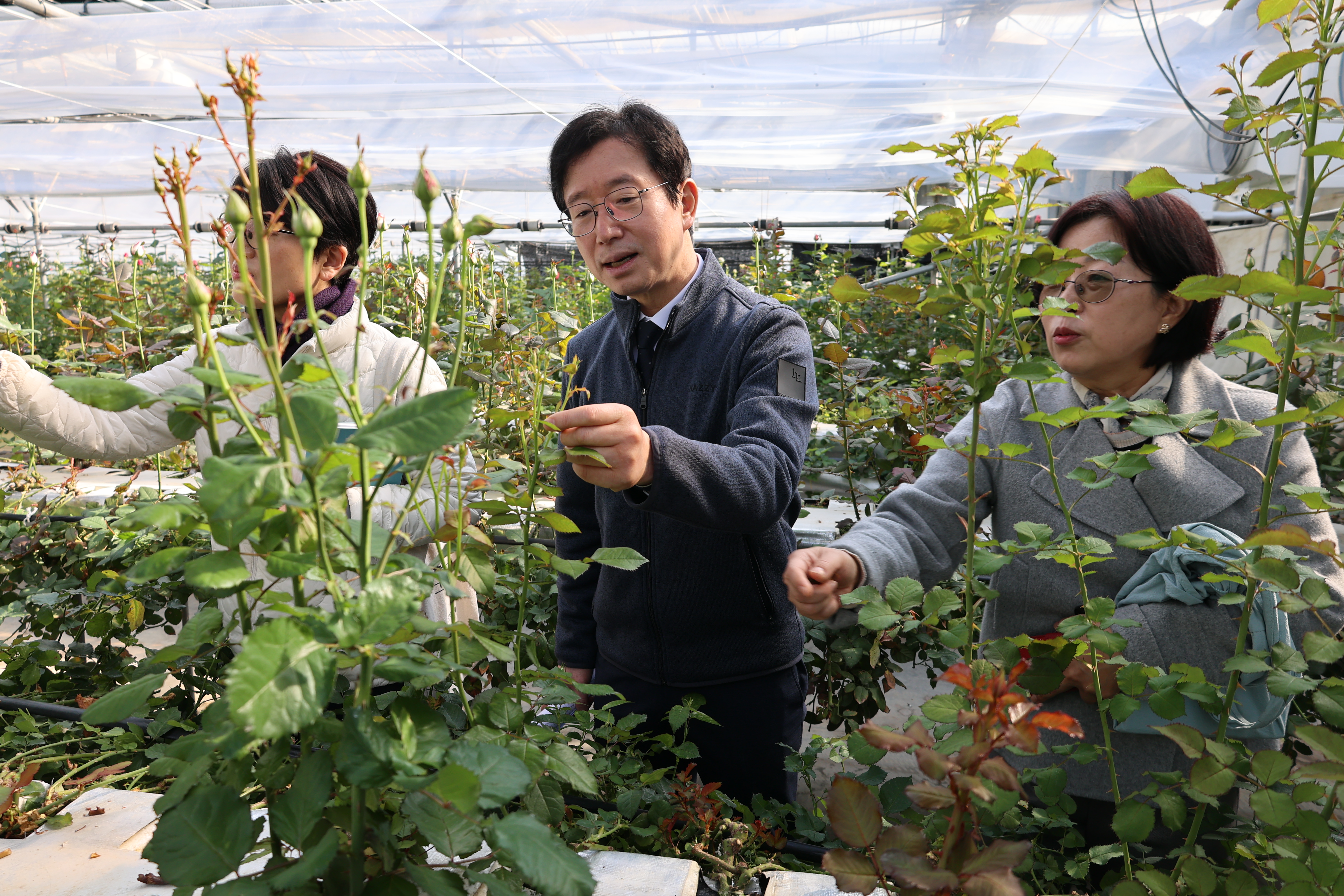 장미 재배농가방문(김제) 