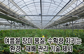여름철 ‘장미’ 품질, 수확량 지키는 환경·재배 관리 기술 제시