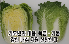 기후변화 대응, 폭염·가뭄 강한 배추 자원 선발한다